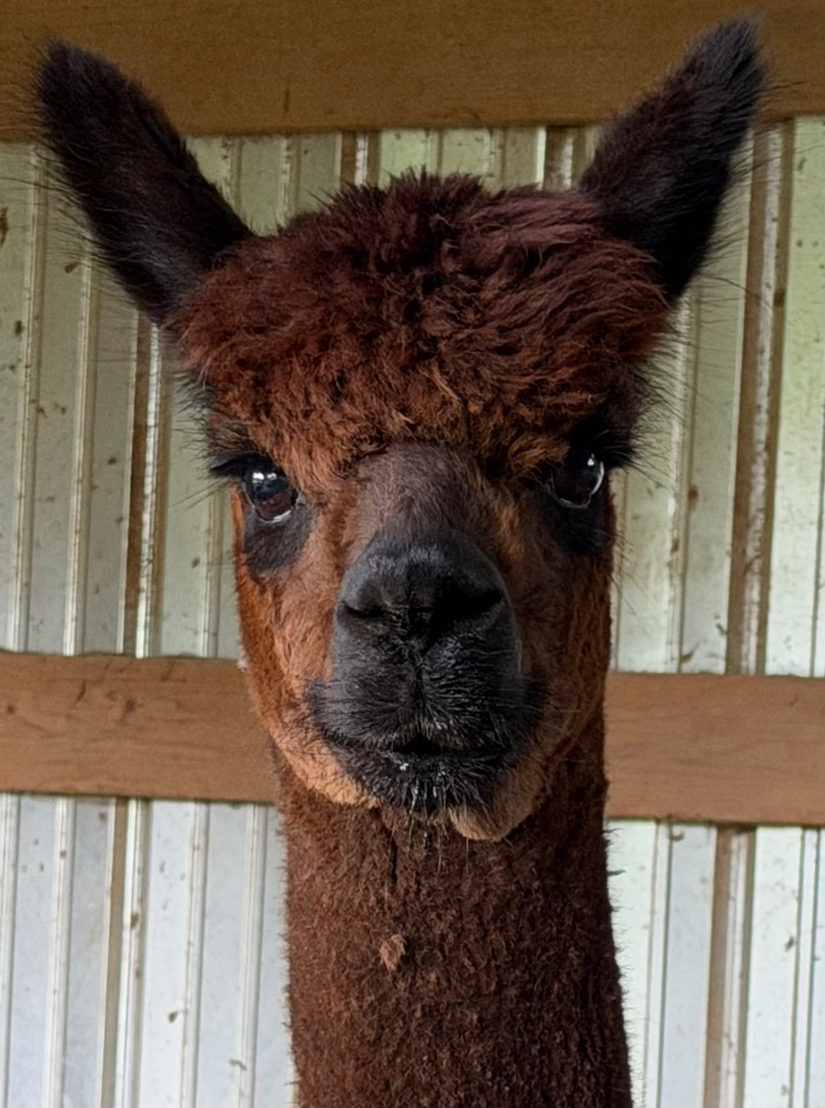 Baby Alpaca Yarn
