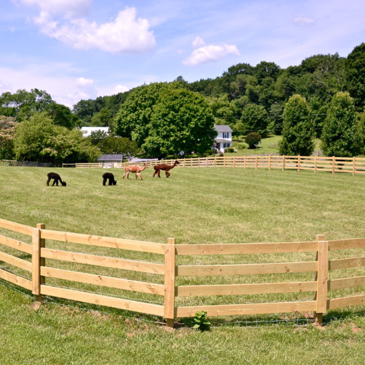 Alpaca Farm Tours Shop Alpaca Pacabella Farm Alpacas Boutique