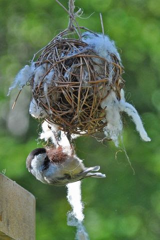 Bird Nesting Ball